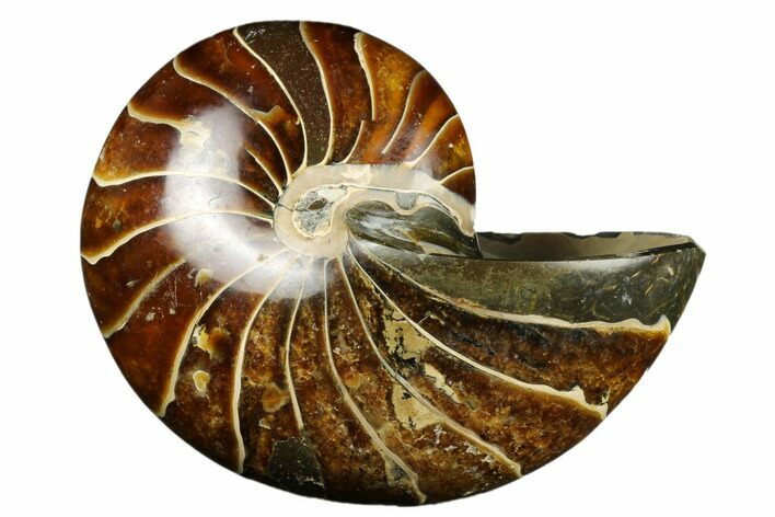 Polished Fossil Nautilus - Madagascar #183293